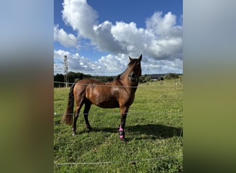 Cruzado Mix, Wallach, 18 Jahre, 142 cm, Brauner