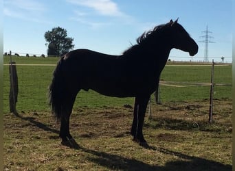 Cruzado, Wallach, 18 Jahre, 153 cm, Rotbrauner