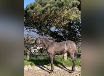 Cruzado, Wallach, 1 Jahr, Schimmel