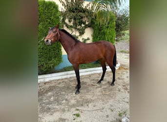 Cruzado, Wallach, 2 Jahre, 156 cm, Brauner