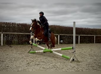 Cruzado, Wallach, 3 Jahre, 140 cm, Schecke