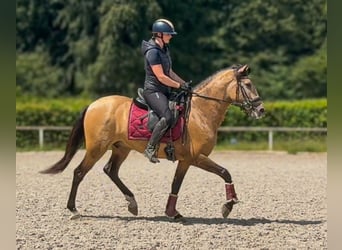 Cruzado, Wallach, 3 Jahre, 154 cm, Falbe