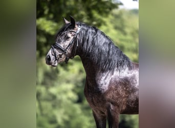 Cruzado, Wallach, 3 Jahre, 154 cm, Schimmel