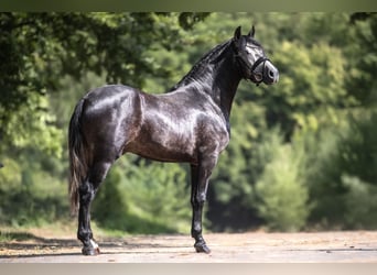 Cruzado, Wallach, 3 Jahre, 154 cm, Schimmel