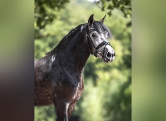 Cruzado, Wallach, 3 Jahre, 154 cm, Schimmel