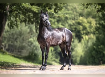Cruzado, Wallach, 3 Jahre, 154 cm, Schimmel