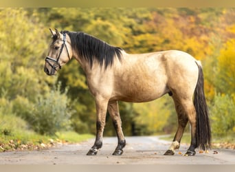 Cruzado, Wallach, 3 Jahre, 159 cm, Falbe