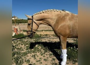 Cruzado, Wallach, 3 Jahre, 160 cm, Perlino