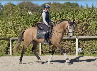 Cruzado, Wallach, 3 Jahre, 160 cm, Rotschimmel