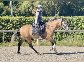 Cruzado, Wallach, 3 Jahre, 160 cm, Rotschimmel