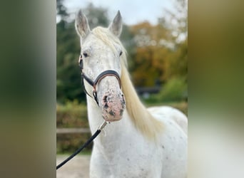 Cruzado, Wallach, 3 Jahre, 160 cm, Tigerschecke