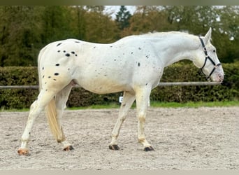 Cruzado, Wallach, 3 Jahre, 160 cm, Tigerschecke
