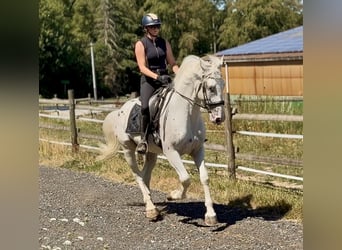 Cruzado, Wallach, 3 Jahre, 160 cm, Tigerschecke