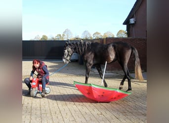 Cruzado Mix, Wallach, 3 Jahre, 165 cm, Blauschimmel
