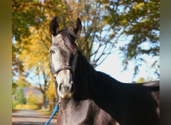 Cruzado Mix, Wallach, 3 Jahre, 165 cm, Blauschimmel