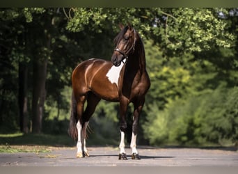 Cruzado, Wallach, 3 Jahre, 165 cm, Schecke