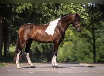 Cruzado, Wallach, 3 Jahre, 165 cm, Schecke
