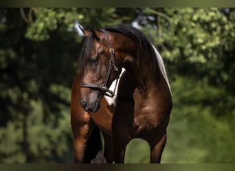 Cruzado, Wallach, 3 Jahre, 165 cm, Schecke