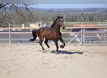 Cruzado Mix, Wallach, 3 Jahre, 168 cm, Dunkelbrauner