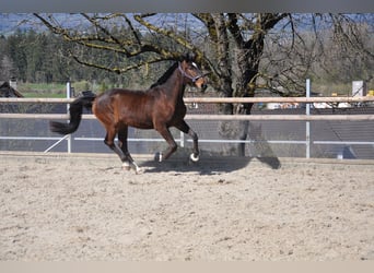 Cruzado Mix, Wallach, 3 Jahre, 168 cm, Dunkelbrauner