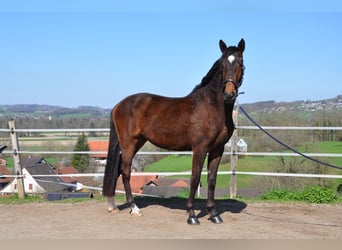 Cruzado Mix, Wallach, 3 Jahre, 168 cm, Dunkelbrauner