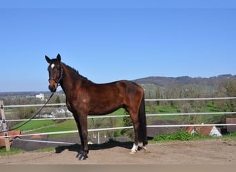 Cruzado Mix, Wallach, 3 Jahre, 168 cm, Dunkelbrauner