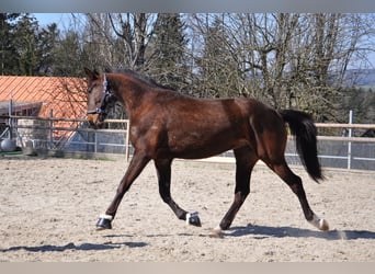 Cruzado Mix, Wallach, 3 Jahre, 168 cm, Dunkelbrauner