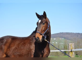 Cruzado Mix, Wallach, 3 Jahre, 168 cm, Dunkelbrauner