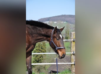 Cruzado Mix, Wallach, 3 Jahre, 168 cm, Dunkelbrauner