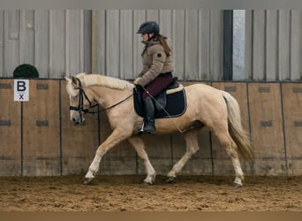 Cruzado, Wallach, 4 Jahre, 135 cm, Palomino