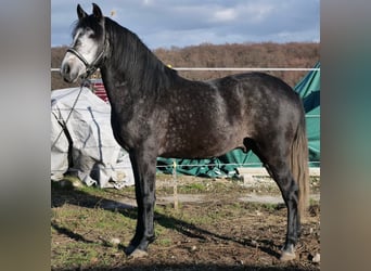 Cruzado Mix, Wallach, 4 Jahre, 150 cm, Kann Schimmel werden