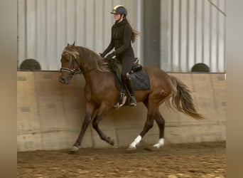 Cruzado, Wallach, 4 Jahre, 155 cm