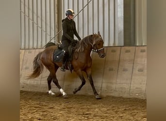Cruzado, Wallach, 4 Jahre, 155 cm
