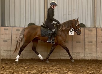Cruzado, Wallach, 4 Jahre, 155 cm