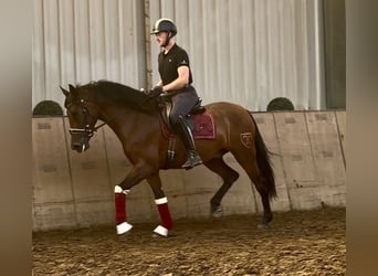 Cruzado, Wallach, 4 Jahre, 158 cm, Brauner