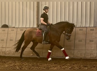 Cruzado, Wallach, 4 Jahre, 158 cm, Brauner