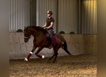 Cruzado, Wallach, 4 Jahre, 158 cm, Brauner