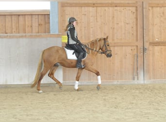 Cruzado, Wallach, 4 Jahre, 158 cm, Palomino
