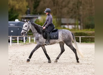 Cruzado, Wallach, 4 Jahre, 158 cm, Schimmel
