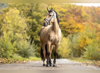 Cruzado, Wallach, 4 Jahre, 159 cm, Falbe
