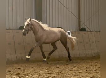 Cruzado, Wallach, 4 Jahre, 160 cm, Palomino