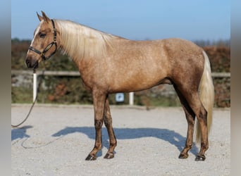 Cruzado, Wallach, 4 Jahre, 160 cm, Palomino