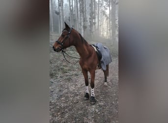 Cruzado, Wallach, 4 Jahre, 162 cm, Braunfalbschimmel