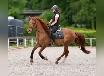 Cruzado, Wallach, 4 Jahre, 163 cm, Dunkelfuchs