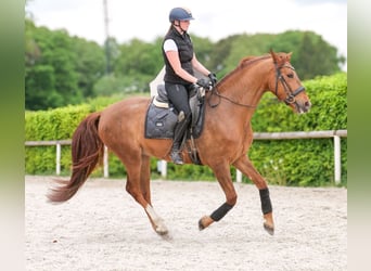 Cruzado, Wallach, 4 Jahre, 163 cm, Dunkelfuchs