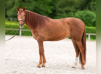 Cruzado, Wallach, 4 Jahre, 163 cm, Dunkelfuchs