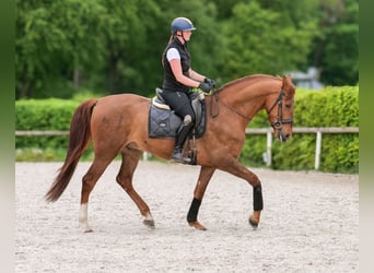 Cruzado, Wallach, 4 Jahre, 163 cm, Dunkelfuchs