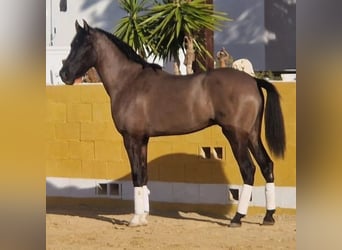 Cruzado, Wallach, 4 Jahre, 165 cm, Rappe