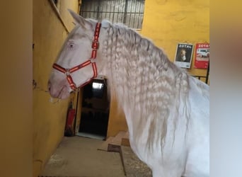 Cruzado, Wallach, 4 Jahre, 165 cm, Schimmel