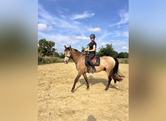 Cruzado, Wallach, 4 Jahre, 166 cm, Buckskin